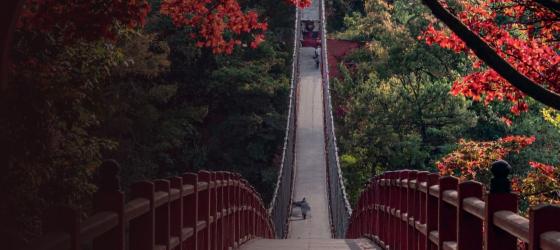 vista dall'alto su un ripido ponte circondato da alberi in fiore