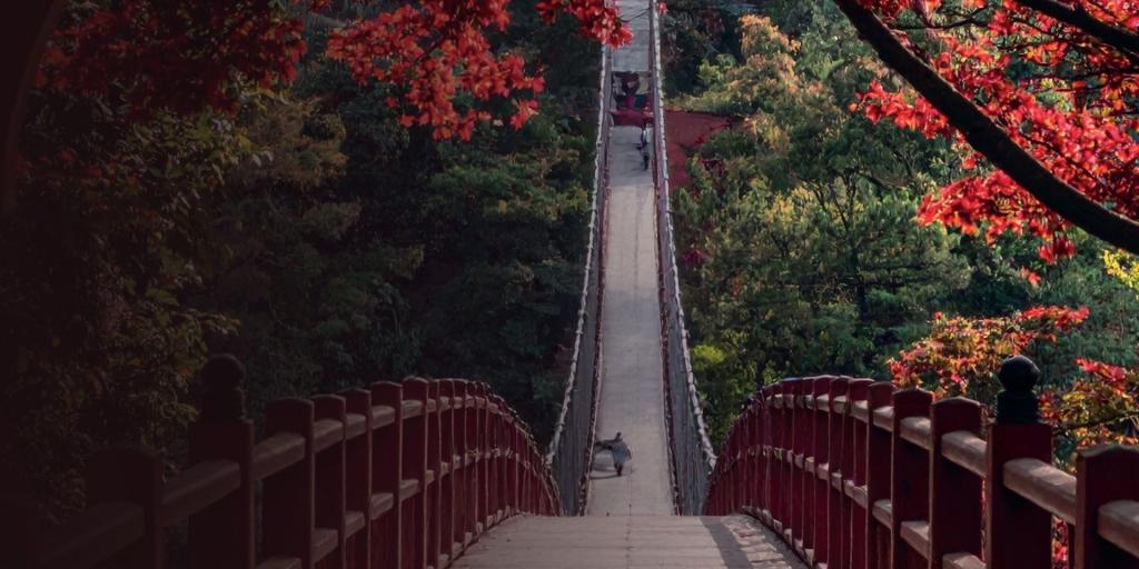 vista dall'alto su un ripido ponte circondato da alberi in fiore